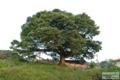 문덕리 느티나무 썸네일 이미지