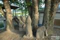 사석리 느티나무 썸네일 이미지