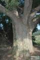 지암리 느티나무 썸네일 이미지