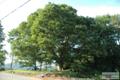 지암리 느티나무 썸네일 이미지