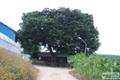 평산리 느티나무 썸네일 이미지
