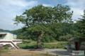 금암리 느티나무 썸네일 이미지