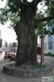 진천읍 회화나무 썸네일 이미지