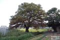 행정리 느티나무 썸네일 이미지