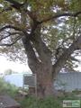 행정리 느티나무 썸네일 이미지