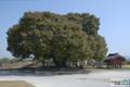 용기리 느티나무 썸네일 이미지