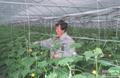 1993년 진천 오이 재배 썸네일 이미지