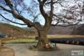 용덕리 느티나무 썸네일 이미지