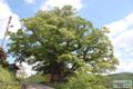 갈월리 느티나무 썸네일 이미지
