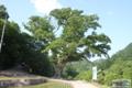 구암리 느티나무 썸네일 이미지